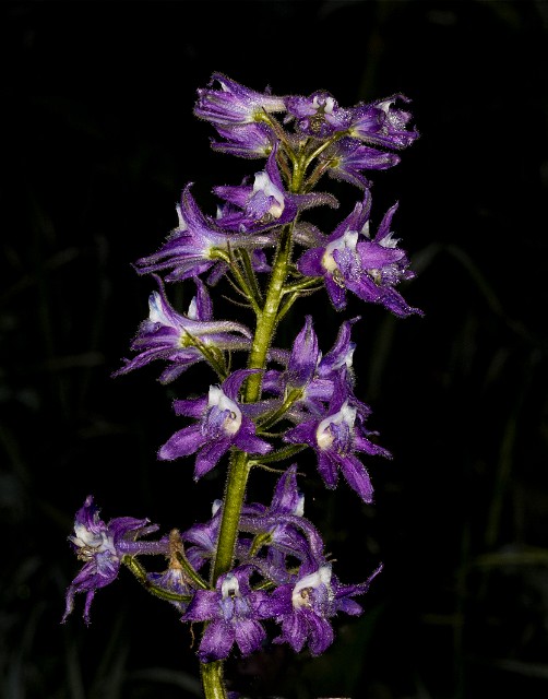 Delphinium - Larkspur.jpg
